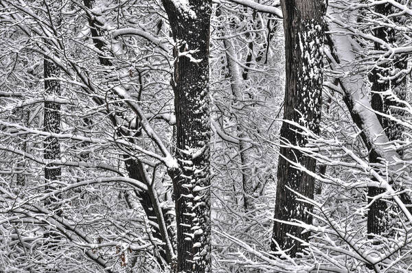 Snow Art Print featuring the photograph Winter Wonderland by Don Wolf