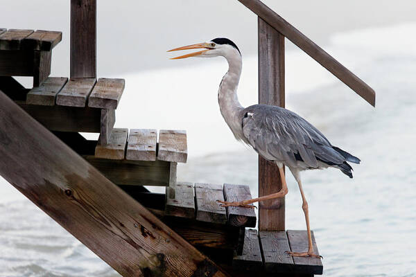 Heron Art Print featuring the photograph With A Firm Step by Michel Guyot
