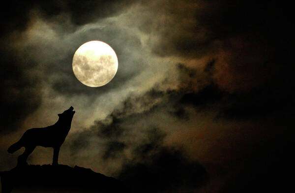 Animal Themes Art Print featuring the photograph Wolf Moon by Barbara Eddowes