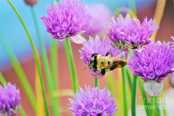 Chives Art Print featuring the photograph Working all the Angles by Merle Grenz