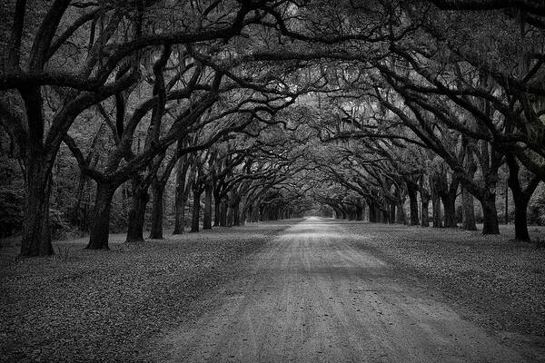 Forest Art Print featuring the photograph Wormsloe Plantation Trees by Jon Glaser