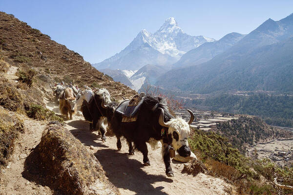 Yaks Art Print featuring the photograph Yaks Walking On Footpath At Mt. Everest by Cavan Images
