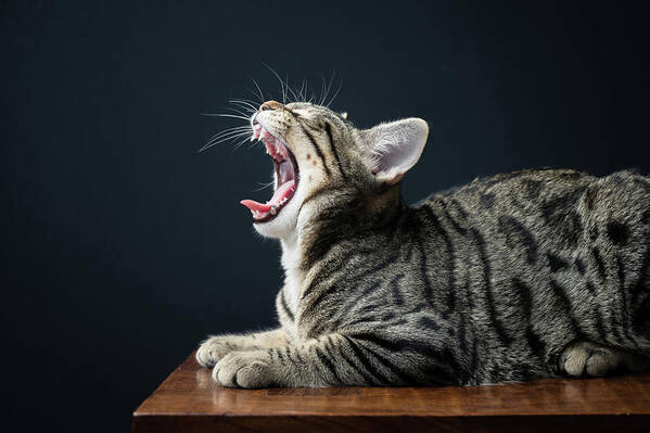 Cat Art Print featuring the photograph Yawning Tabby Cat Lying On Bench Against Black Background by Cavan Images