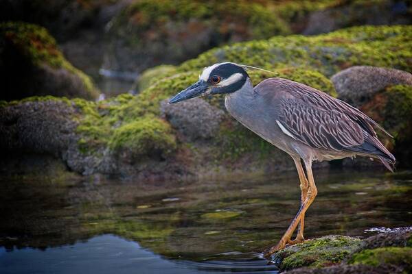 Coral Cove Art Print featuring the photograph Yellow-crowned Night Heron by Steve DaPonte