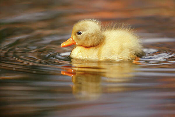 Yellow Duckling Art Print featuring the photograph Yellow Duckling by Roeselien Raimond