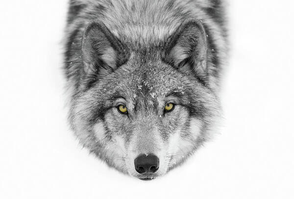 Wolf Art Print featuring the photograph Yellow Eyes - Timber Wolf by Jim Cumming