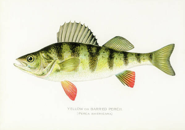 David Letts Art Print featuring the drawing Yellow Perch by David Letts