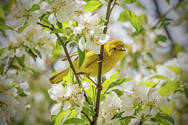 Bird Art Print featuring the photograph Yellow Warbler Among the Blossoms by Ira Marcus