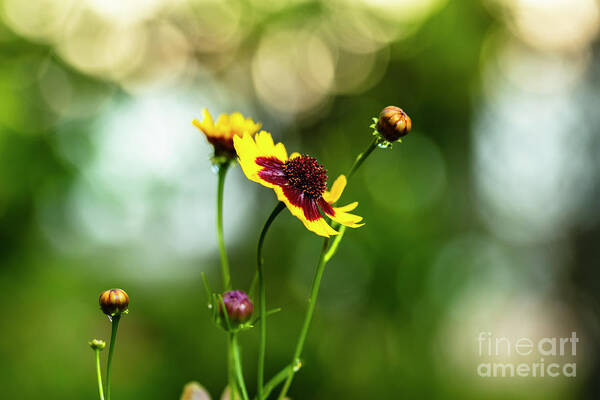 Background Art Print featuring the photograph Yellow Wildflower by Raul Rodriguez