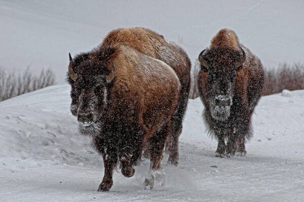 Snow Art Print featuring the photograph Yellowstone Bison by Dbushue Photography