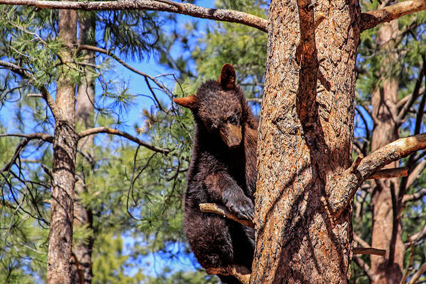 Arizona Art Print featuring the photograph Young Black Bear in Tree 1, Arizona by Dawn Richards