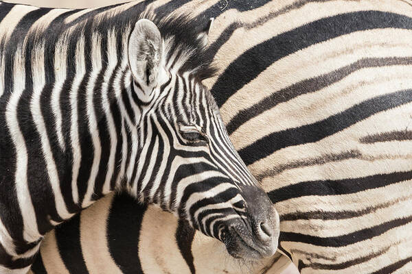 Africa Art Print featuring the photograph Young Burchell's Zebra, Nestles by Brenda Tharp