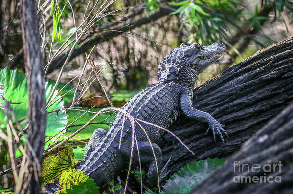 Gator Art Print featuring the photograph Young Gator on Log by Tom Claud