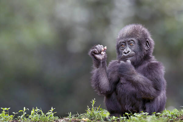 Gorilla Art Print featuring the photograph Young Gorilla by Linda D Lester