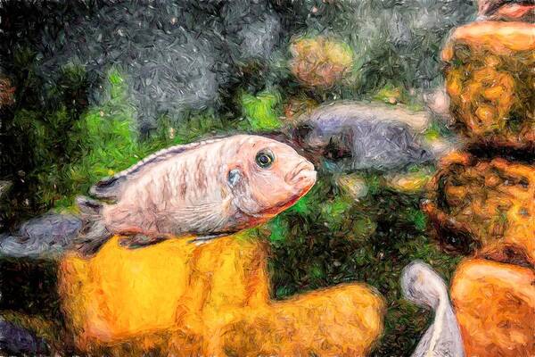 African Cichlid Art Print featuring the digital art Zebra Cichlid Toned by Don Northup