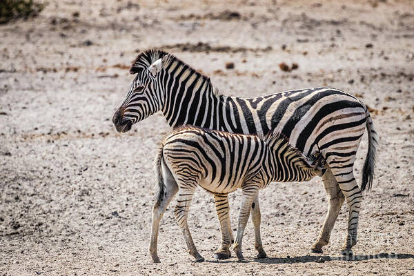 Zebra Art Print featuring the photograph Zebra foal nursing, Namibia by Lyl Dil Creations
