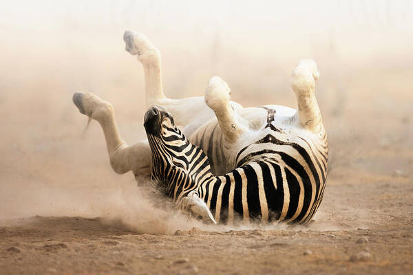 Animals Art Print featuring the photograph Zebra Rolling On Dusty Sand by Johan Swanepoel