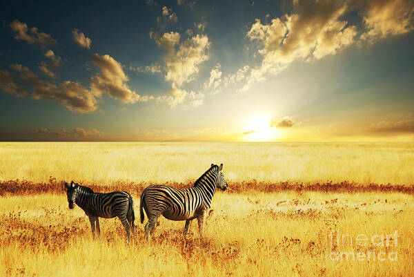 Zebra Art Print featuring the photograph Zebras At Sunset by Galyna Andrushko
