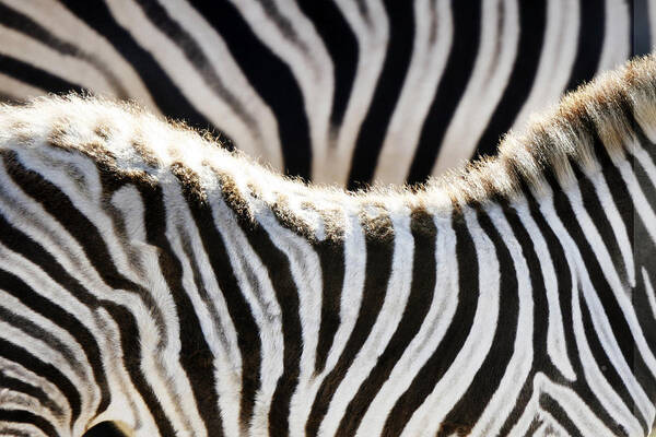 Black Color Art Print featuring the photograph Zebras by Geri Lavrov