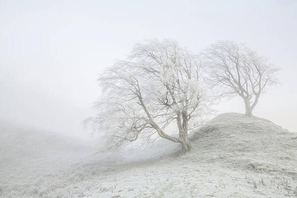Winter Art Print featuring the photograph Sentinels by Anita Nicholson