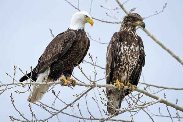 Blad Eagles Art Print featuring the photograph Bald Eagles by Wesley Aston