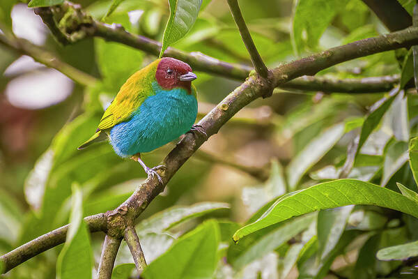 Colombia Art Print featuring the photograph Bay Headed Tanager Entreaguas Ibague Tolima Colombia #1 by Adam Rainoff