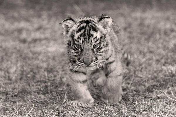 Alone Art Print featuring the photograph Bengal Tiger Cub #1 by M Watson