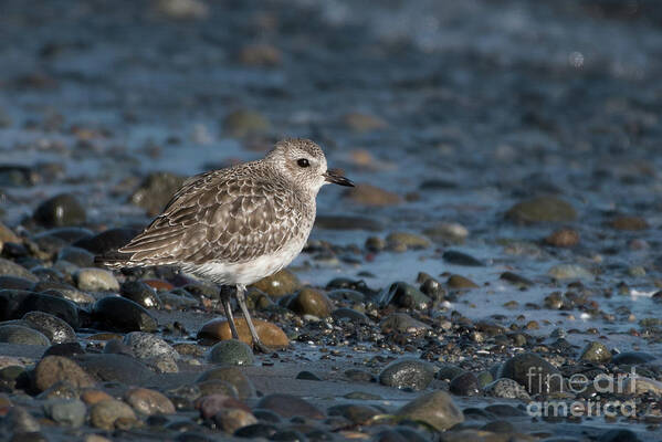 Black-bellied Plover Art Print featuring the photograph Black-bellied Plover in Winter Plumage #1 by Nancy Gleason