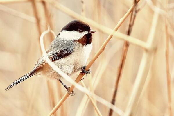  Art Print featuring the digital art Black Capped Chickadee #1 by Birdly Canada