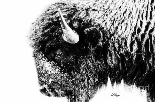 Buffalos Art Print featuring the photograph Buffalo Black and White Portrait II by DB Hayes