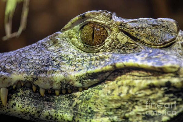 Animal Art Print featuring the photograph Caiman #1 by Jim West