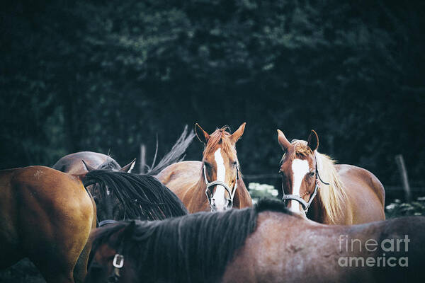 Horse Art Print featuring the photograph Calm horses at sunset by Dimitar Hristov