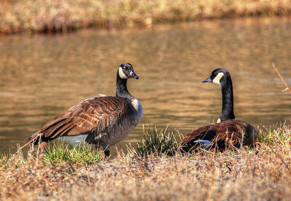 Goose Art Print featuring the photograph Canada Geese #1 by Robert Harris