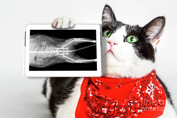 X Ray Art Print featuring the photograph Cat with X ray plate #1 by Benny Marty