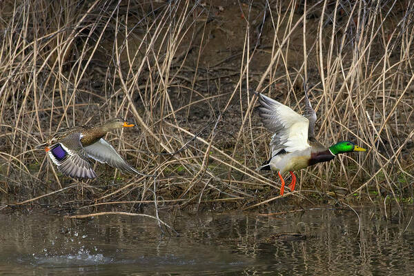 Waterfowl Art Print featuring the photograph Catahoula Mallards by Jim E Johnson