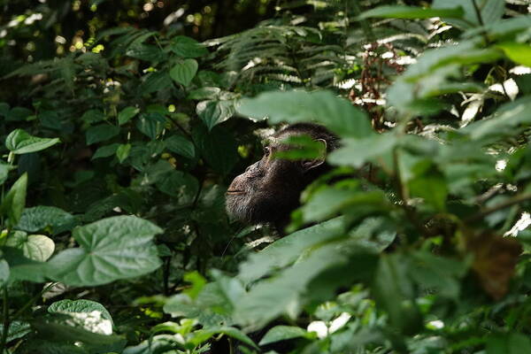  Art Print featuring the photograph Chimpanzee in Virunga #1 by Melihat Veysal