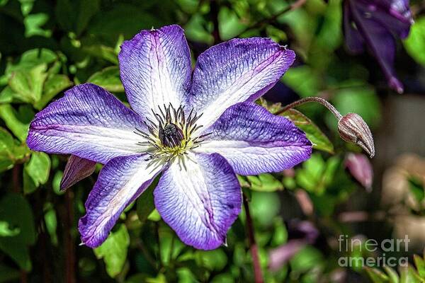 Clematis Art Print featuring the photograph Clematis #1 by Fran Woods