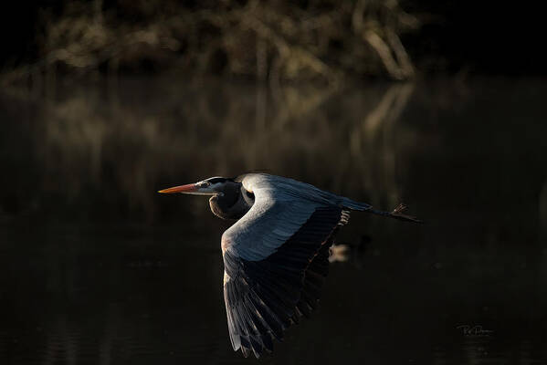 Heron Art Print featuring the photograph Close Encounter #1 by Bill Posner