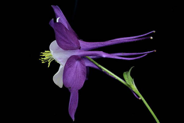 Floral Art Print featuring the photograph Columbine 781 by Julie Powell