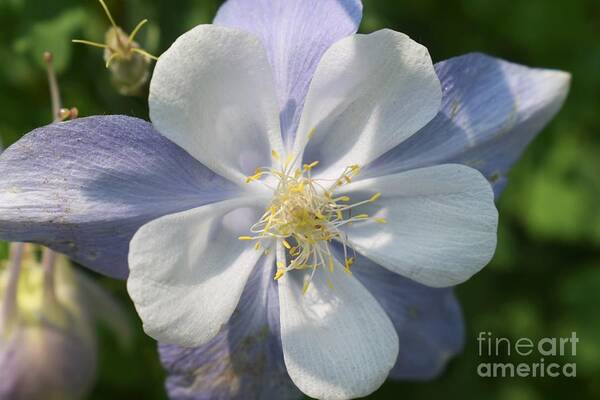 Nature Art Print featuring the photograph Columbine in the mountains #1 by Tonya Hance