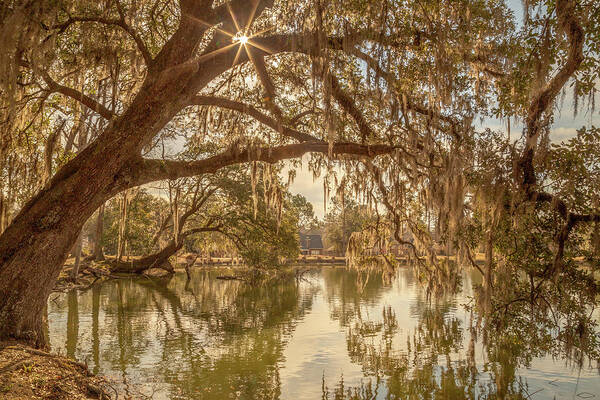 Agriculture Art Print featuring the photograph Crowfield Plantation 10 by Cindy Robinson