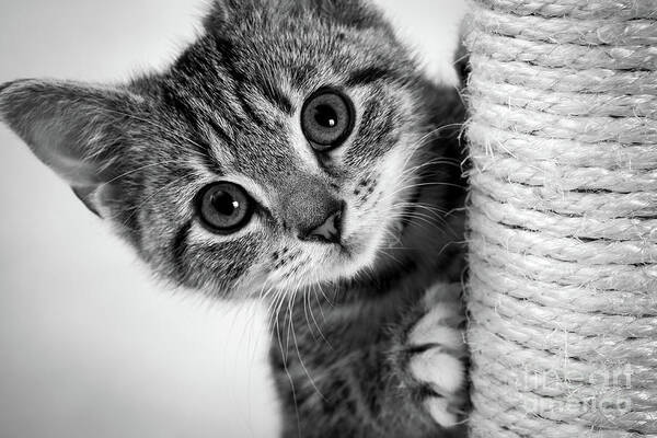 1 Kitten Art Print featuring the photograph Cute kitten #2 by Seeables Visual Arts