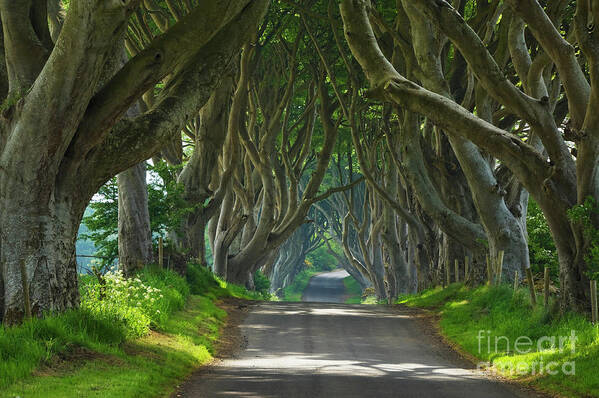 Dark Hedges Art Print featuring the photograph Dark Hedges, County Antrim, Northern Ireland by Neale And Judith Clark
