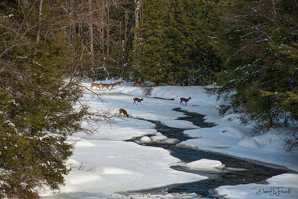 Deer Art Print featuring the photograph Deer crossing frozen Blackwater River #1 by Dan Friend