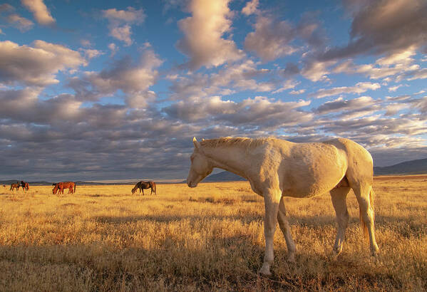 Horse Art Print featuring the photograph Desert Home by Kent Keller