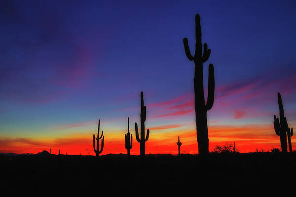 Desert Art Print featuring the photograph Desert Sunset by Bob Falcone