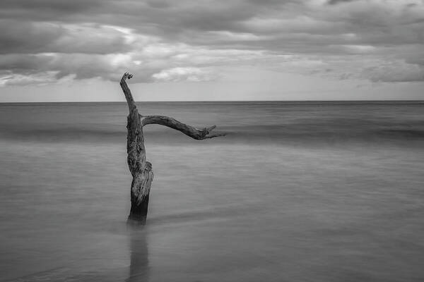 Black Art Print featuring the photograph Driftwood Beach in Black and White by Carolyn Hutchins