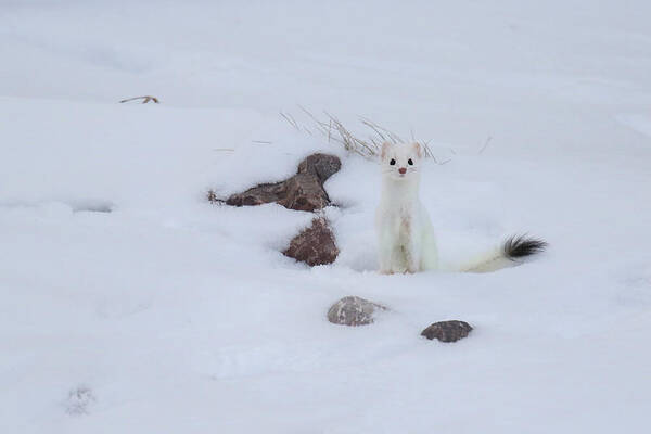 Ermine Art Print featuring the photograph Ermine #1 by Brook Burling