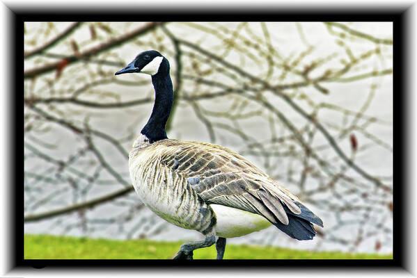 Canada Art Print featuring the photograph Goose by Lake #1 by Richard Risely