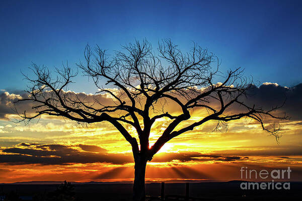 Taos Art Print featuring the photograph Gorgeous sunset with the Taos Welcome Tree by Elijah Rael